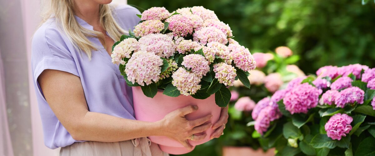 Prêt pour la croissance et la floraison ! Allons profiter du jardin !