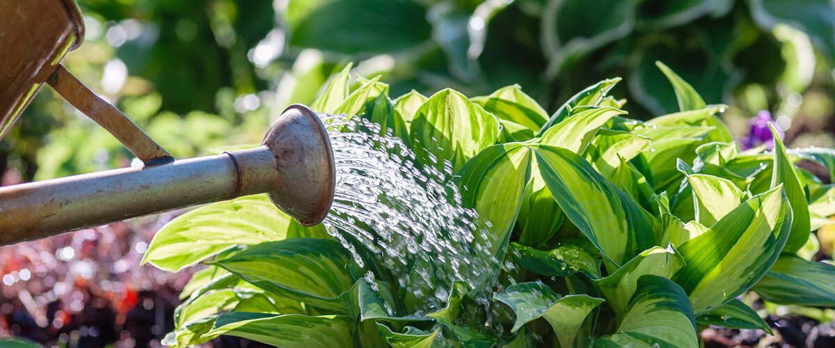 Prêt pour la croissance et la floraison ! Offrez à vos plantes les meilleurs soins