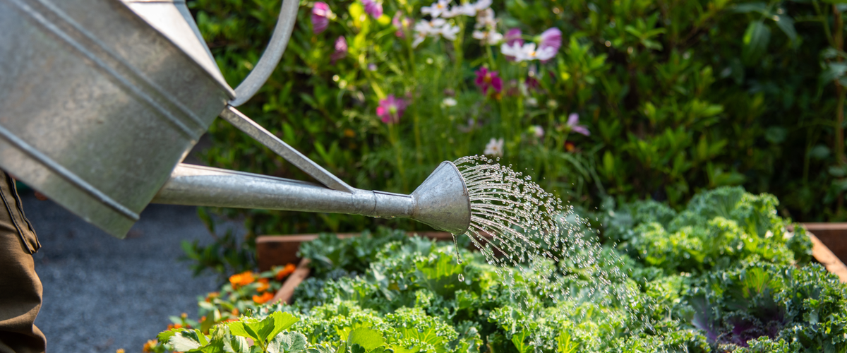 Prêt pour la croissance et la floraison ! Offrez à vos plantes les meilleurs soins