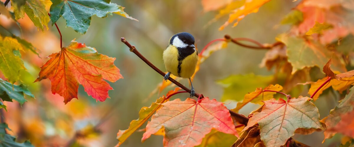 Prêt pour la croissance et la floraison ! Un jardin d’automne plein de vie