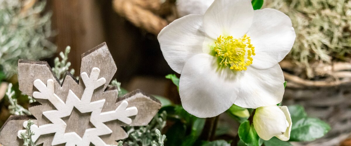 Tuinplanten Préparer le jardin pour l'hiver