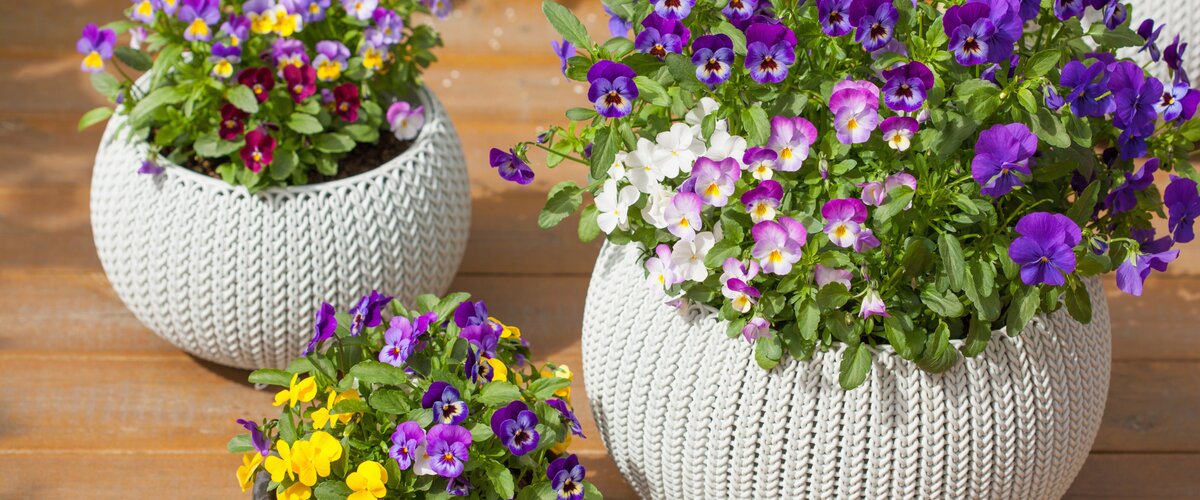 Tuinplanten Le printemps arrive !