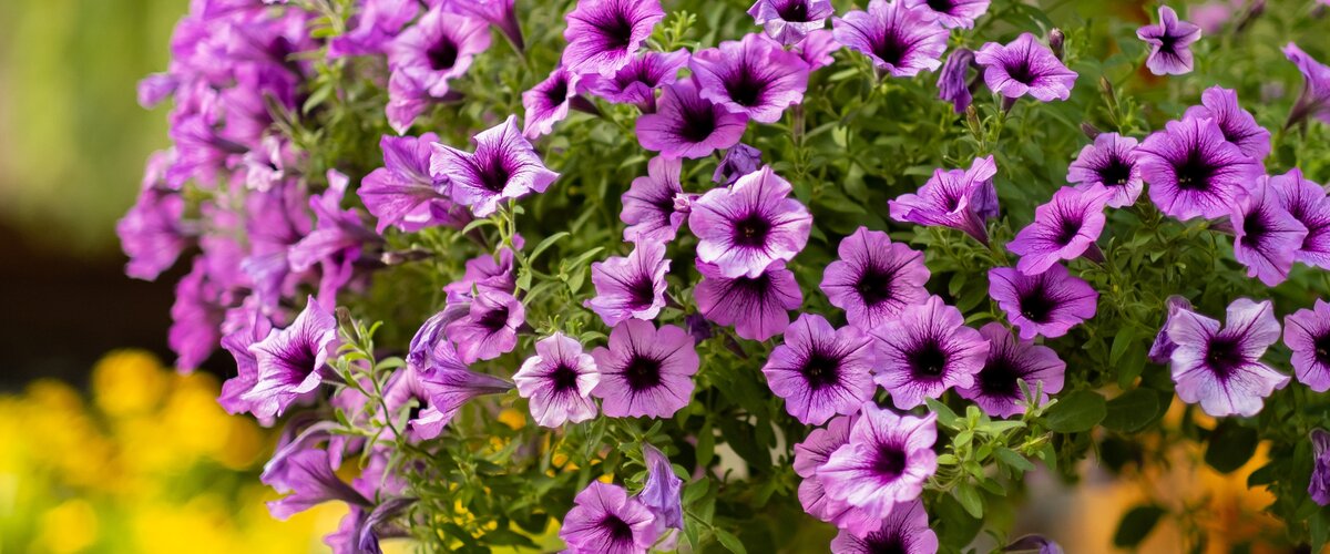 Tuinplanten Remplissez le jardin de vie et de fleurs !