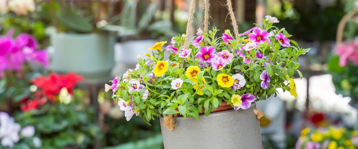 Tuinplanten Plus de verdure, plus de fleurs, plus de bonheur !