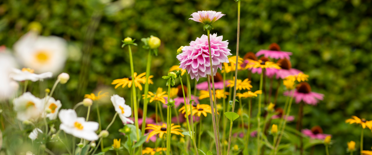 Tuinplanten Plus de verdure, plus de fleurs, plus de bonheur !