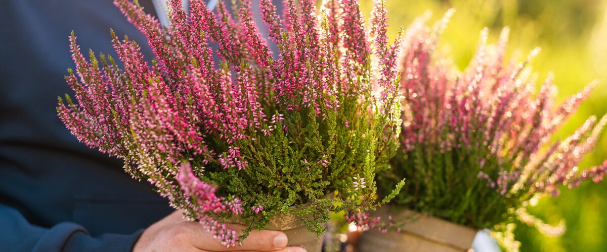 Tuinplanten Prolongez l’été avec de la couleur !
