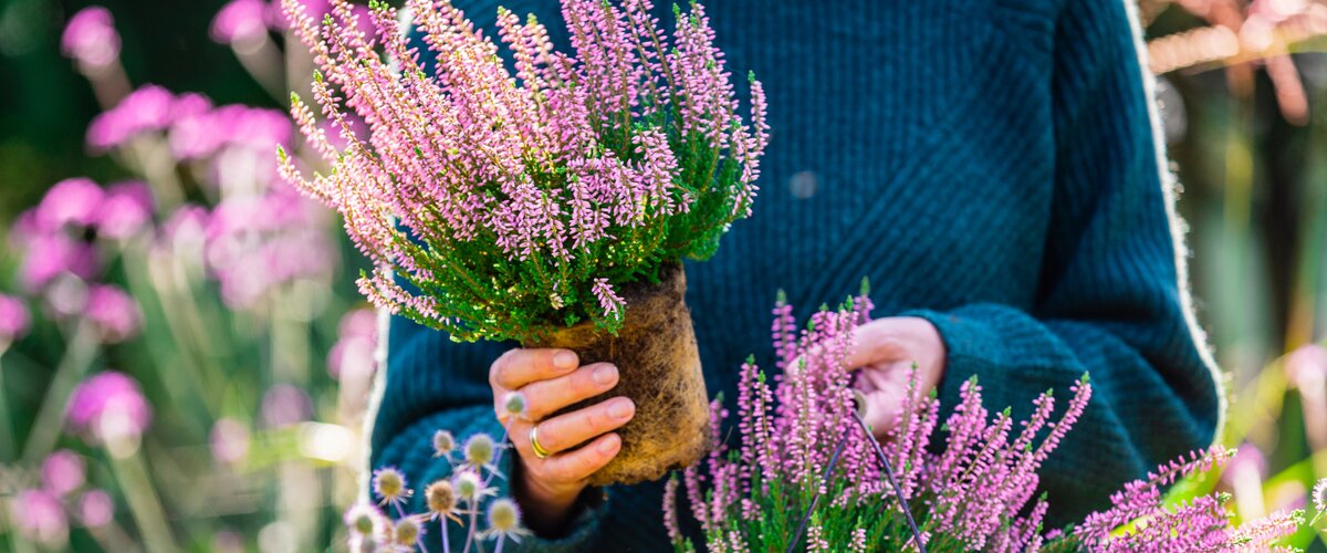 Tuinplanten L’automne est là !