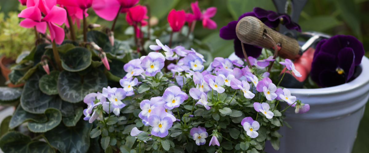 Tuinplanten De la couleur dans le jardin d’automne