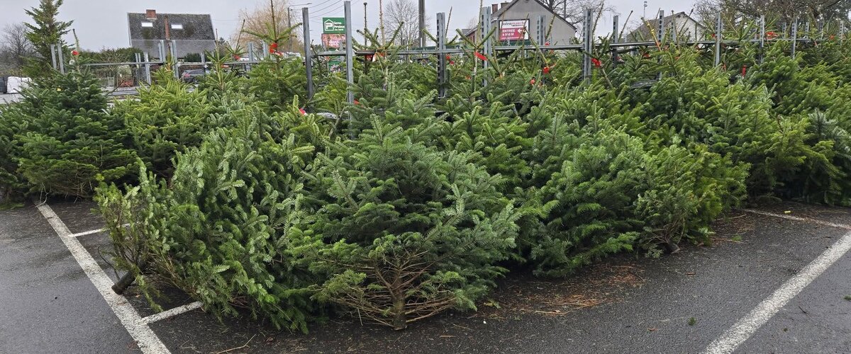 Venez choisir votre sapin de Noël ! Venez choisir votre sapin de Noël !