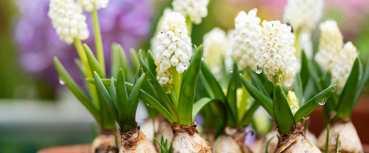 VISITEZ NOTRE JARDINERIE ! VISITEZ NOTRE JARDINERIE !