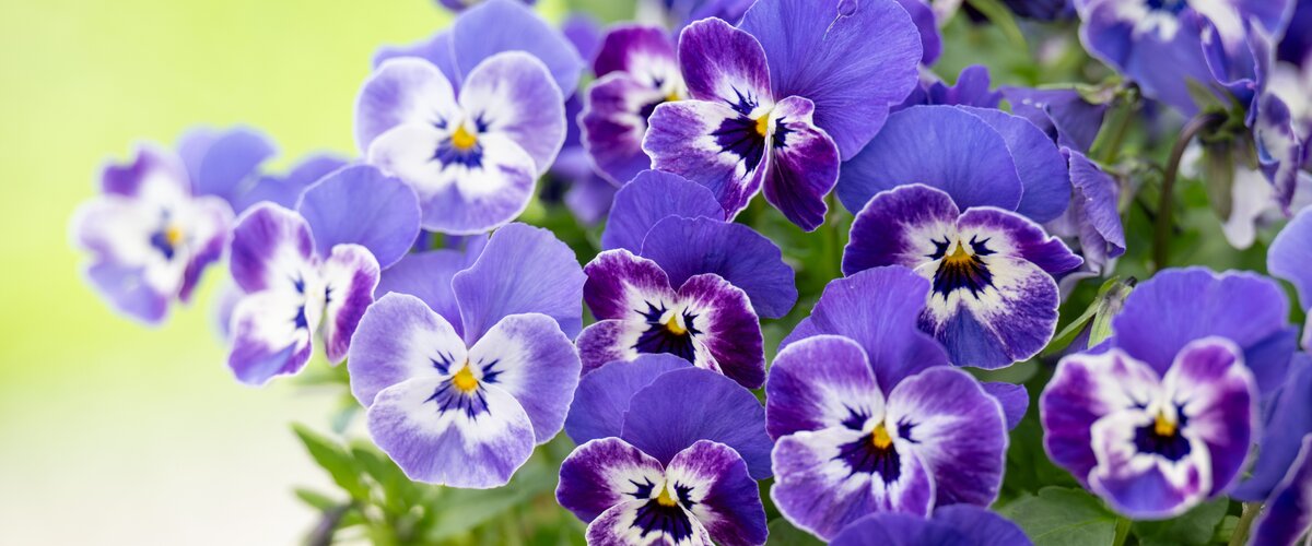 VISITEZ NOTRE JARDINERIE ! VISITEZ NOTRE JARDINERIE !