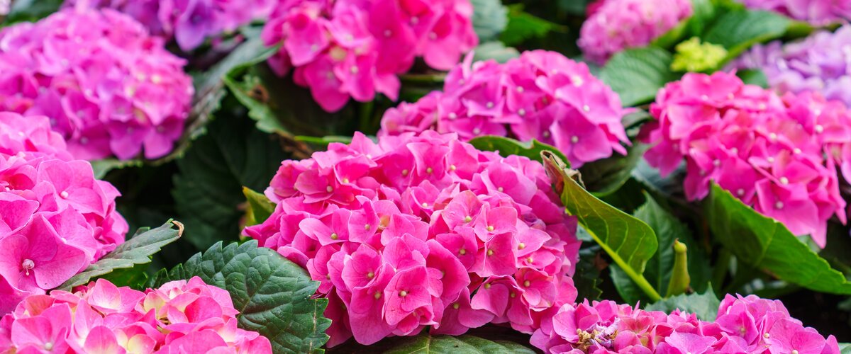 VISITEZ NOTRE JARDINERIE ! VISITEZ NOTRE JARDINERIE !