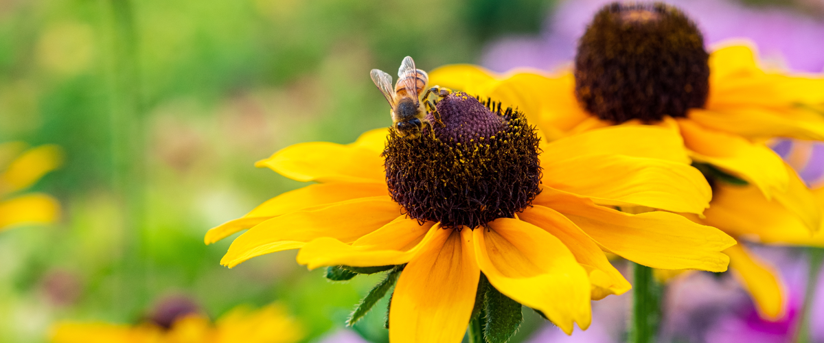 VISITEZ NOTRE JARDINERIE ! VISITEZ NOTRE JARDINERIE !