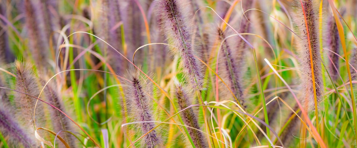 VISITEZ NOTRE JARDINERIE ! VISITEZ NOTRE JARDINERIE !
