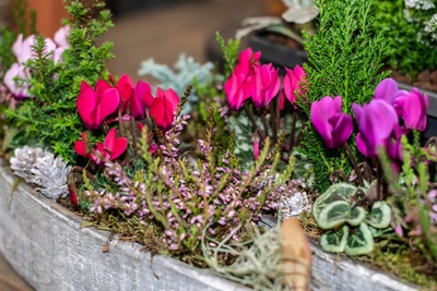 15 conseils pour le jardin et le balcon en septembre