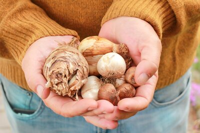 C'est septembre, il est temps de planter des bulbes à floraison printanière !