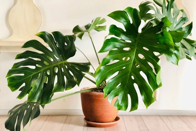 Les meilleurs conseils pour une magnifique Monstera