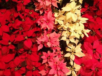 Les poinsettias de notre jardinerie pour l'intérieur et l'extérieur