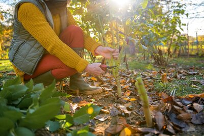 Préparez votre jardin pour l'hiver : Conseils et astuces de Serres Pessleux